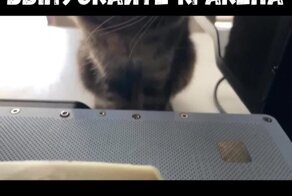 Выпускайте кракена!