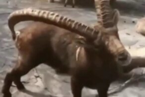 Идеальные рога!