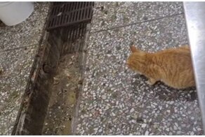 Терпеливая кошка против крысы