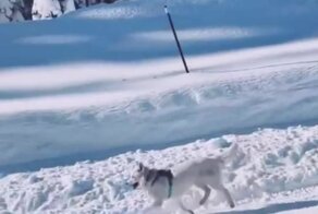 Счастье через край: позитивный пёс на прогулке