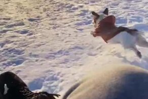 Наперегонки с горки