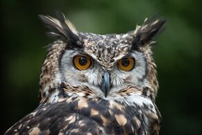 25 занятных фактов, которые очень хорошо запоминаются