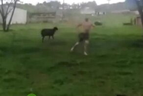 Коррида. Бюджетная версия