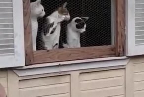 Очаровательная группа поддержки