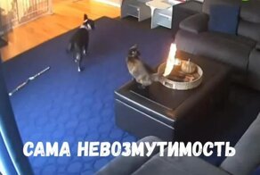 Самый стрессоустойчивый кот