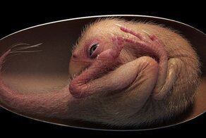 Ученые обнаружили окаменелое яйцо динозавра с идеально сохранившимся эмбрионом