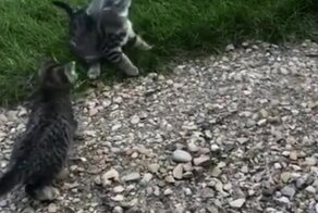 Пёс пришел на помощь котёнку