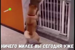 Они пытались