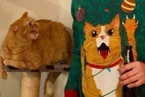25 смешных фото и мемов с котейками
