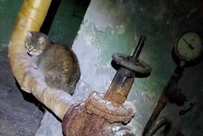 Жизни 100 кошек, обитающих на территории московского завода МиГ, висят на волоске