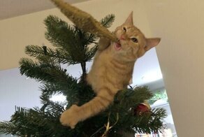 20+ фото с животными, заряженных новогодним настроением