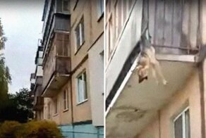 Голодный пес пытался сбежать от жестокого хозяина