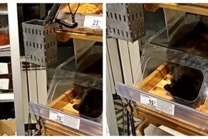 В Новочебоксарске кот нашёл идеальное укрытие от холода