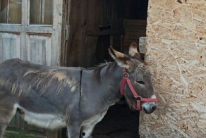 Воля-то Божья, но и Бог всё видит