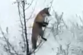 Лиса залезла на дерево, чтобы полакомиться его плодами