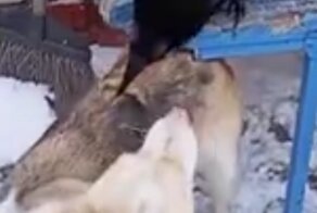 Сказ про то, как ворон и пёс деда делили