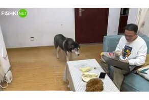 Реакция хаски на запах дуриана