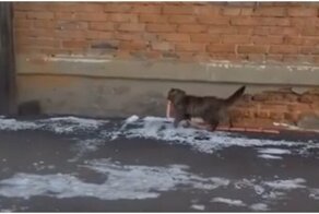 Хозяйственный кот возвращается домой