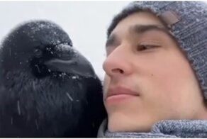 Умнейший ворон Гоша