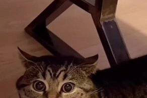 Накорми меня хозяйка, накорми