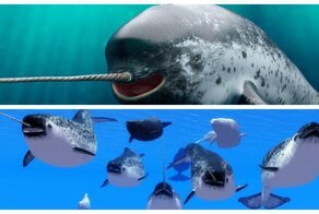 Опасно, но не практично: зачем природа наделила нарвала специфическим рогом?