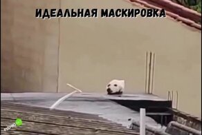 Идеальная маскировка 