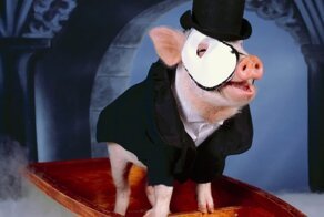 Как одеть свинью: несколько стильных вариантов для вашего хряка