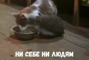 Вредный колючий сосед