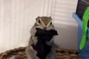 Какой хозяйственный 