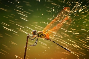 Победители фотоконкурса National Geographic 2011 (15 фото)