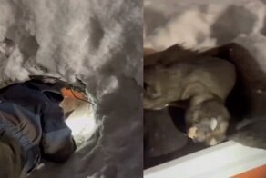 Второклассник спас целое собачье семейство