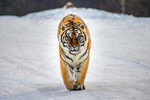 Интересные факты про самого редкого хозяина наступающего года — амурского тигра