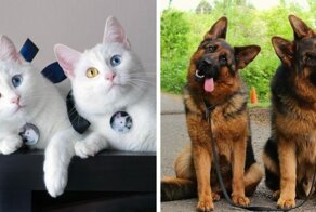 16 снимков питомцев, которые так похожи друг на друга, что у их хозяев явно двоится в глазах