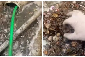 Как чистят  денежный фонтан