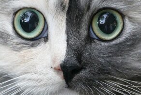 Кошка-химера с двумя "лицами" стала звездой интернета