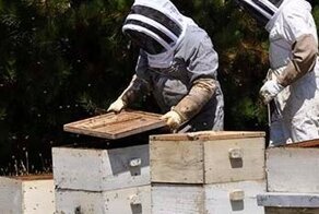 В Чили во время протеста пчеловодов было покусано семеро полицейских