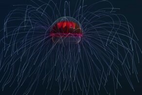 «Психоделическая» медуза — яркий обитатель морских глубин