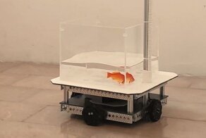 Учёные научили золотую рыбку управлять небольшим роботизированным транспортным средством на суше