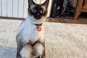 17 угарных питомцев, которых подловили в глупейших ситуациях