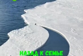 Пингвин оторвался от коллектива 