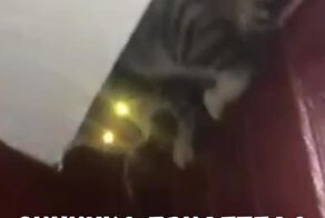  Кот занял доминирующую высоту