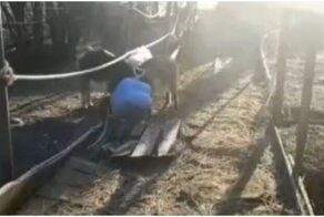 Женщине пришлось спасать своих любопытных коз