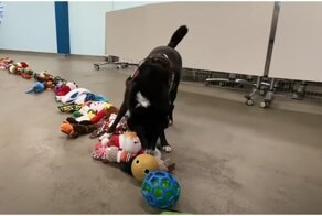 Собаки из приюта выбирают себе новогодний подарок