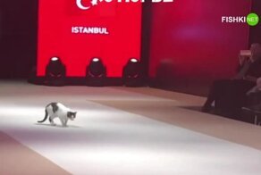 Кошка вышла на подиум во время показа