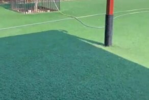 Интроверты на собачьей вечеринке