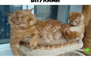 Дед присматривает за внуками