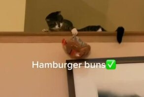 Великолепный пушистый ловец