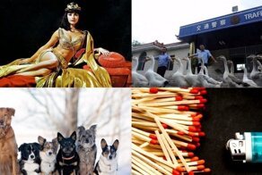 От «полицейских гусей» до временной петли: интересные факты о нашем удивительном мире