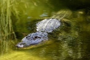 Ошибки выживальщиков, или Советы, опасные для жизни