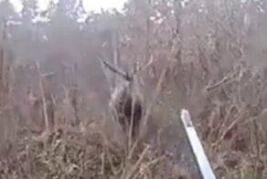 Поохотился: олень рогами "поздоровался" с охотником